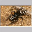 Salticus scenicus - Springspinne 14.jpg